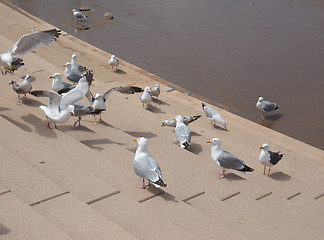 Image showing Seagull bird animal