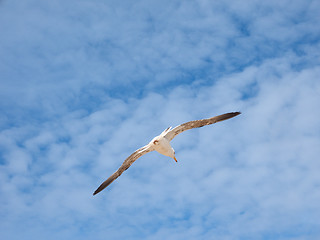 Image showing Seagull bird animal