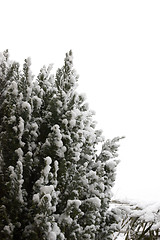 Image showing Snow on tree