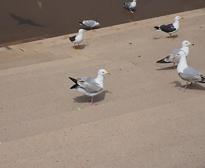 Image showing Seagull bird animal