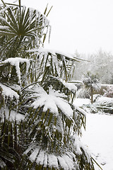 Image showing Snowy Palm