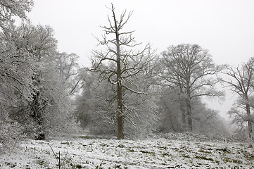 Image showing Snow on trees