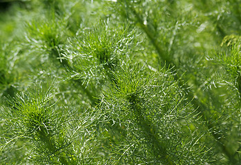 Image showing Green plants background