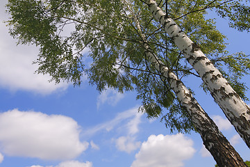 Image showing Two birches