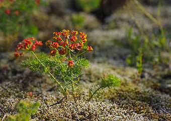 Image showing Cypress spurge (Euphorbia cyparissias)
