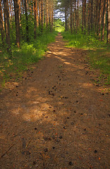 Image showing Shady track across forest