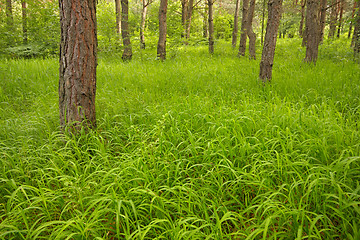 Image showing Grassy forest