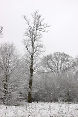 Image showing Snow on trees