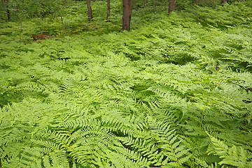 Image showing Eagle ferns foliage