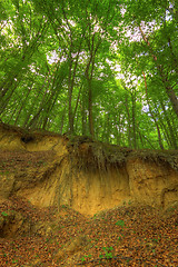 Image showing Sandy scarp inside beech forest