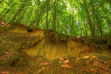 Image showing Sandy scarp inside beech forest