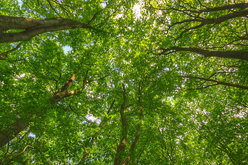 Image showing Upward view of Common Beech trees