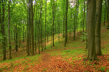 Image showing Beech forest