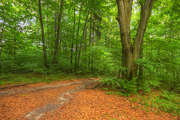 Image showing Forked footpath inside forest