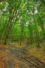 Image showing Crossed footpaths inside beech forest