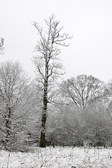 Image showing Snow on trees
