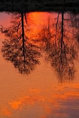 Image showing Trees reflected in water