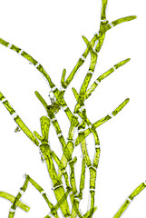 Image showing Microscopic view of green algae (Cladophora) branch