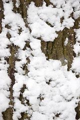 Image showing Snow on a tree trunk