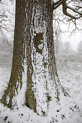 Image showing Snow on a tree trunk