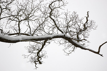 Image showing Snowy branch