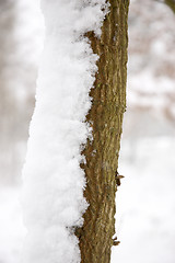 Image showing Snowy tree