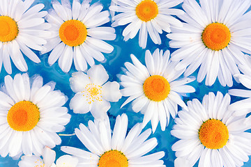 Image showing Flowers of daisies or chrysanthemums in the water