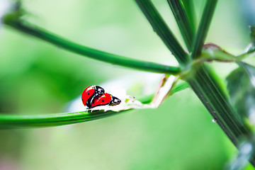 Image showing Ladybird Mating in spring