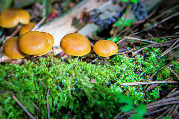 Image showing Group of small mushrooms in moss