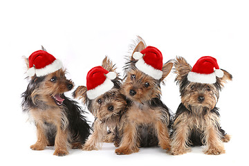 Image showing Puppy Dogs With Cute Expression and Santa Hat