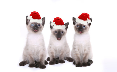 Image showing Siamese Kittens Celebrating a Birthday With Hats