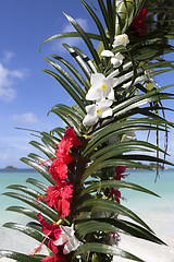 Image showing Wedding decoration at Praslin island, Seychelles