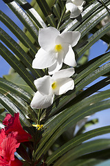 Image showing Wedding decoration at Praslin island, Seychelles