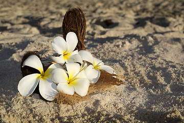 Image showing Flower decoration for wedding at the beach, Seychelles