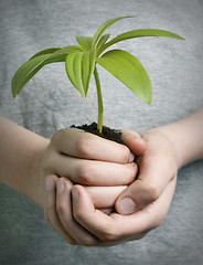 Image showing Boy holding seedling