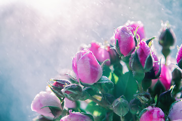 Image showing Bouquet of roses under rain splashes