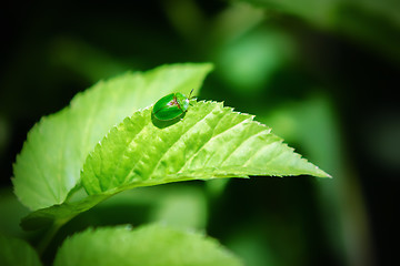 Image showing Small green beetle on a leaf