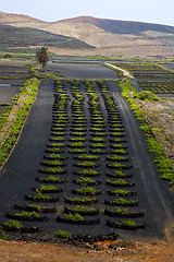 Image showing lanzarote spain la geria vine screw 