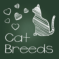 Image showing Cat Breeds Represents Pedigree Kitty And Reproducing