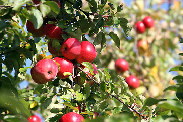 Image showing Apples