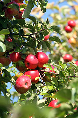 Image showing Red Apples