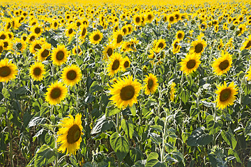 Image showing Sunflower field