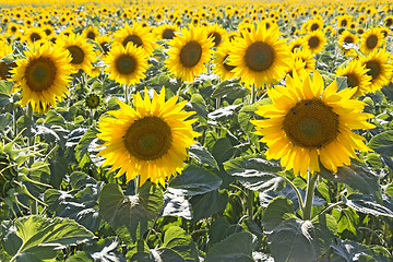 Image showing Sunflower field 