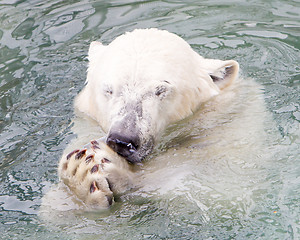 Image showing Close-up of a polarbear (icebear)