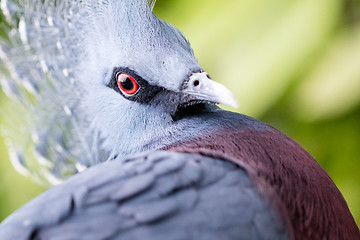 Image showing Victoria Crowned bird (Goura victoria)