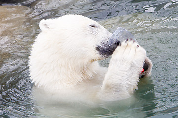 Image showing Close-up of a polarbear (icebear)