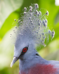 Image showing Victoria Crowned bird (Goura victoria)