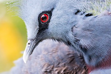 Image showing Victoria Crowned bird (Goura victoria)