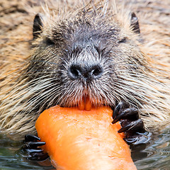 Image showing Coypu is eating