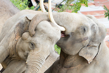Image showing Two adult asian elephants cuddling 